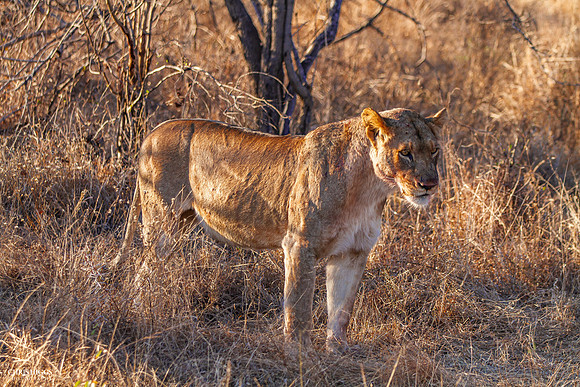 Alert Younger Lion