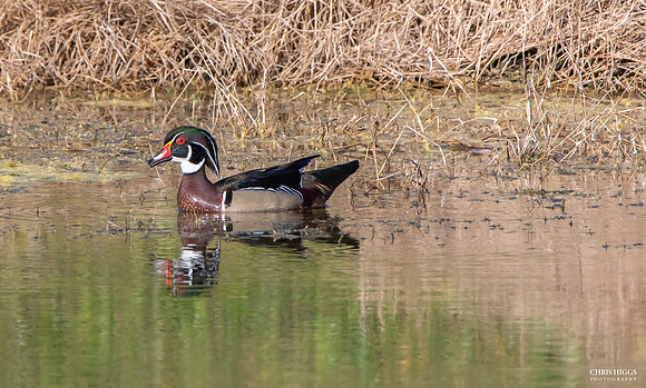Wood  Duck Male  (2)