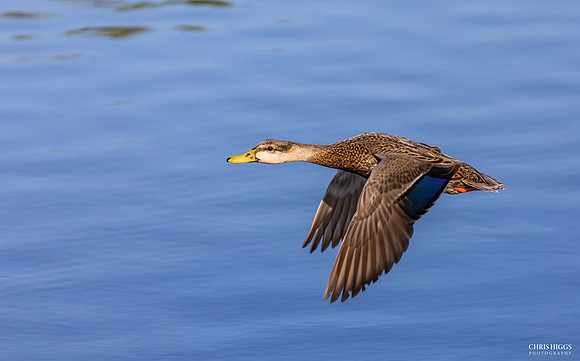 Mottled Duck in Flight