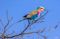 Lilac Breated Roller - 5