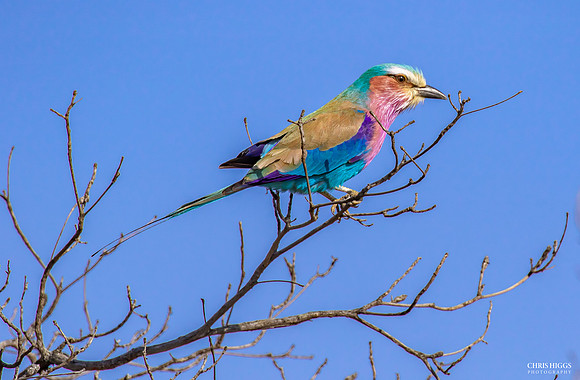 Lilac Breated Roller - 5