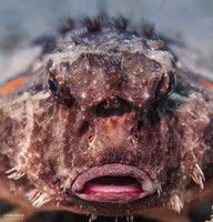 Shortnose Batfish - 2
