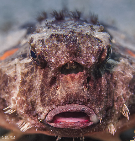 Shortnose Batfish - 2