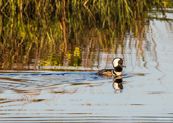 Hooded Merganser - 2
