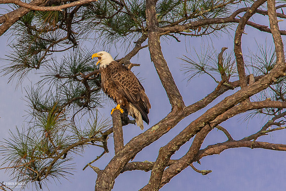 Adult Male - Lake Dias -2