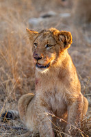 Lion Cub After Dinner