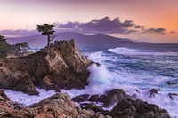 Dawn Cypress