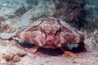 Shortnose Batfish