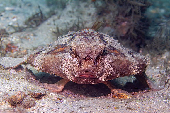 Shortnose Batfish