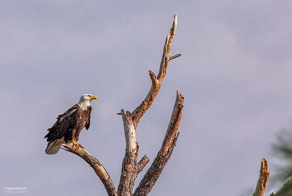 Adult Male - Lake Dias -1