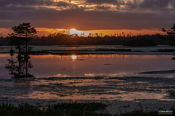 Orlando Wetlands Summer - 6
