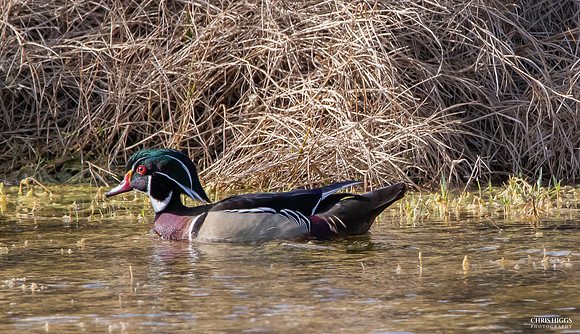 Wood  Duck Male  (1)