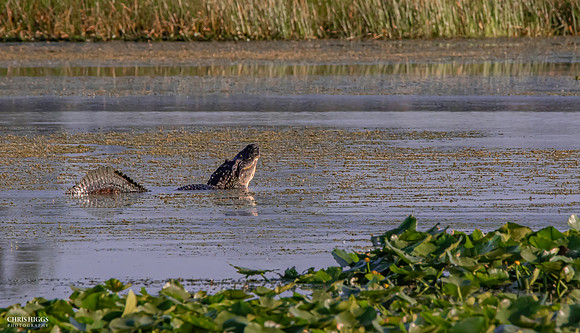 Florida Alligator - Mating Call