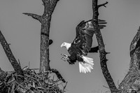 Return to the nest - Bald Eagle