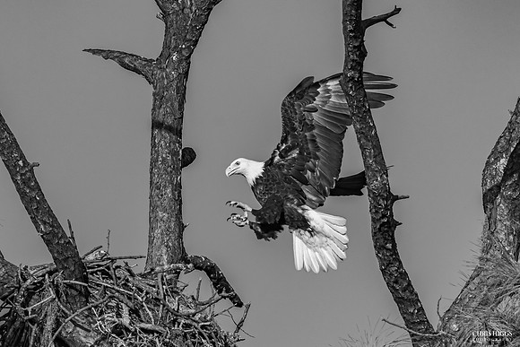 Return to the nest - Bald Eagle
