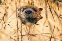 River Otters