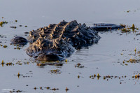 Florida Alligator - Lying in Wait