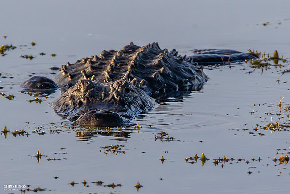 Florida Alligator - Lying in Wait