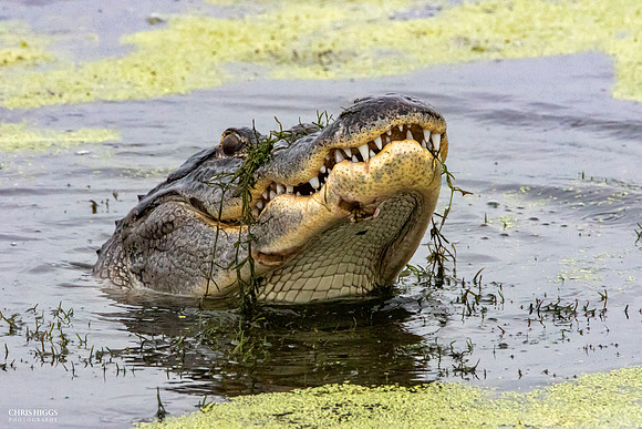 Florida Alligator - Catfish for Lunch - 1