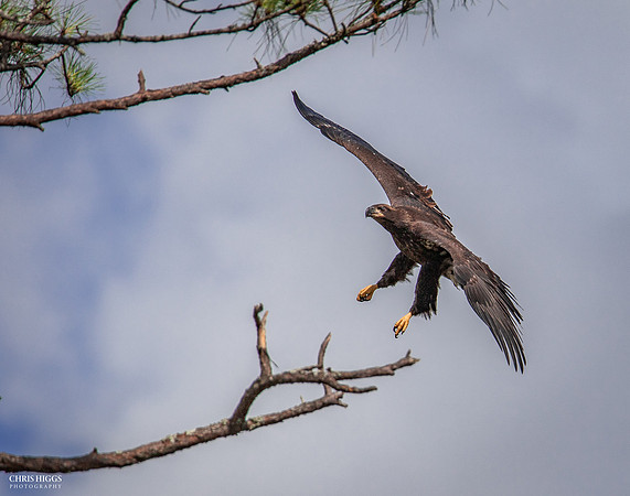First Flight - Missed Approach