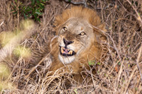 Angry Male Lion