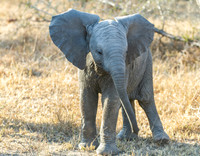 Baby Elephant - 2
