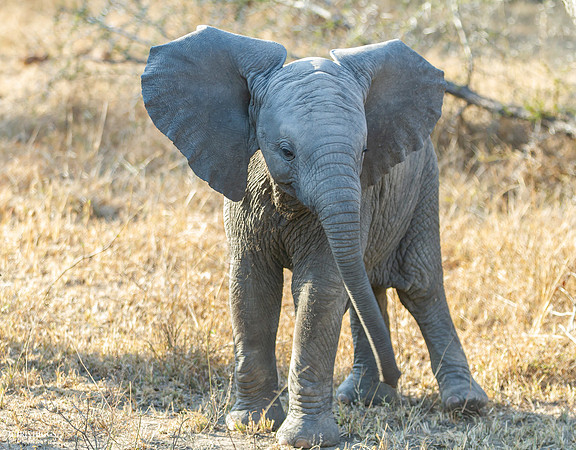 Baby Elephant - 2
