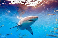 Great White below the surface