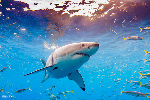 Great White below the surface