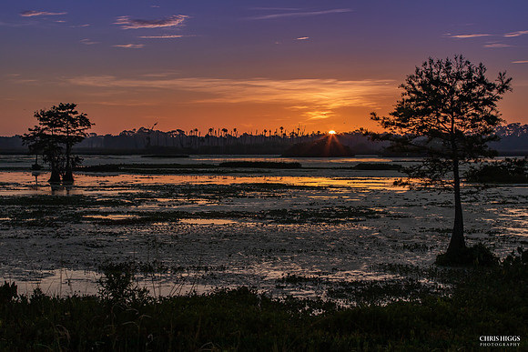 Orlando Wetlands Summer