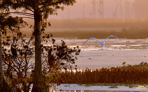 Orlando Wetlands - Egret