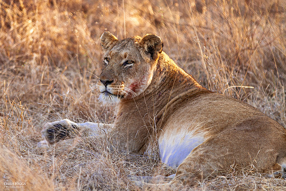 Lioness after the Kill
