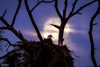 Watery Moonset - Bald Eagle