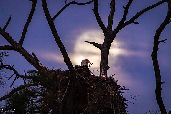Watery Moonset - Bald Eagle
