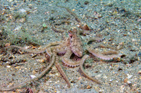 Atlantic Longarm Octopus -3