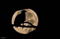 Night Moon Bald Eagle