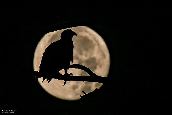 Night Moon Bald Eagle